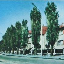 Ulica Mickiewicza, rok 1964, skrzyżowanie z obecną Piłsudskiego a ówcześnie Janka Krasickiego. Widoczne bardzo charakterystyczne ściany z drzew. wersja czarno-biała